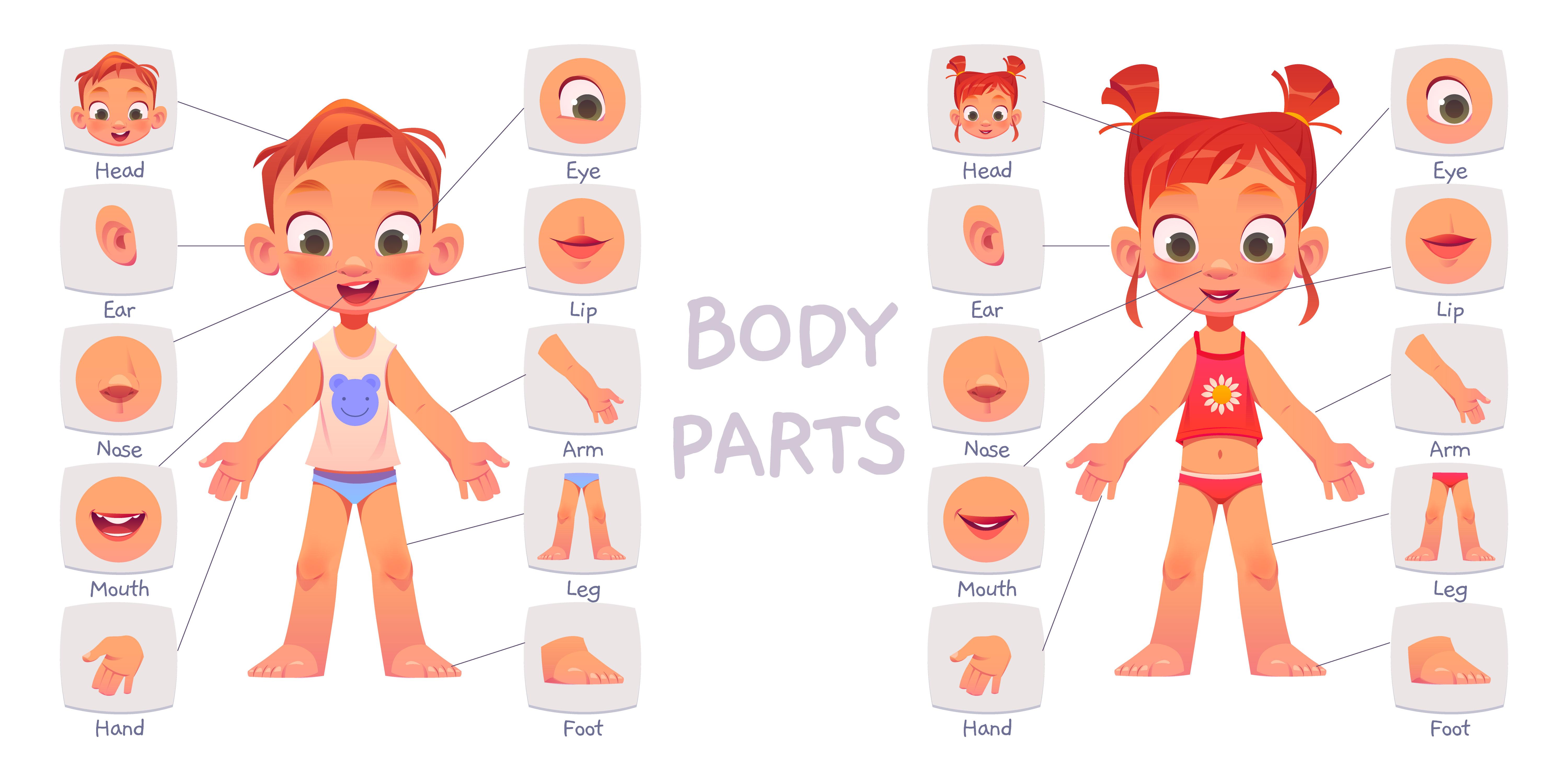 Body Parts