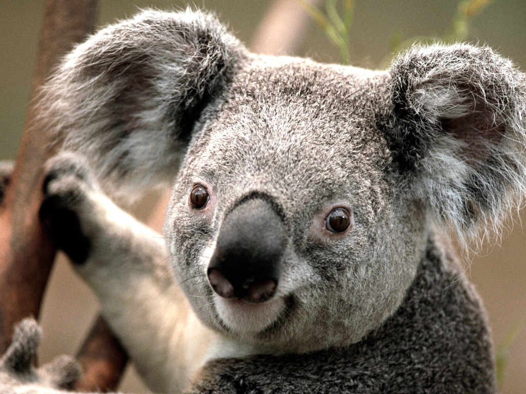 LK Western Cafe