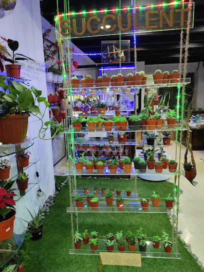 Pam Mini Botani