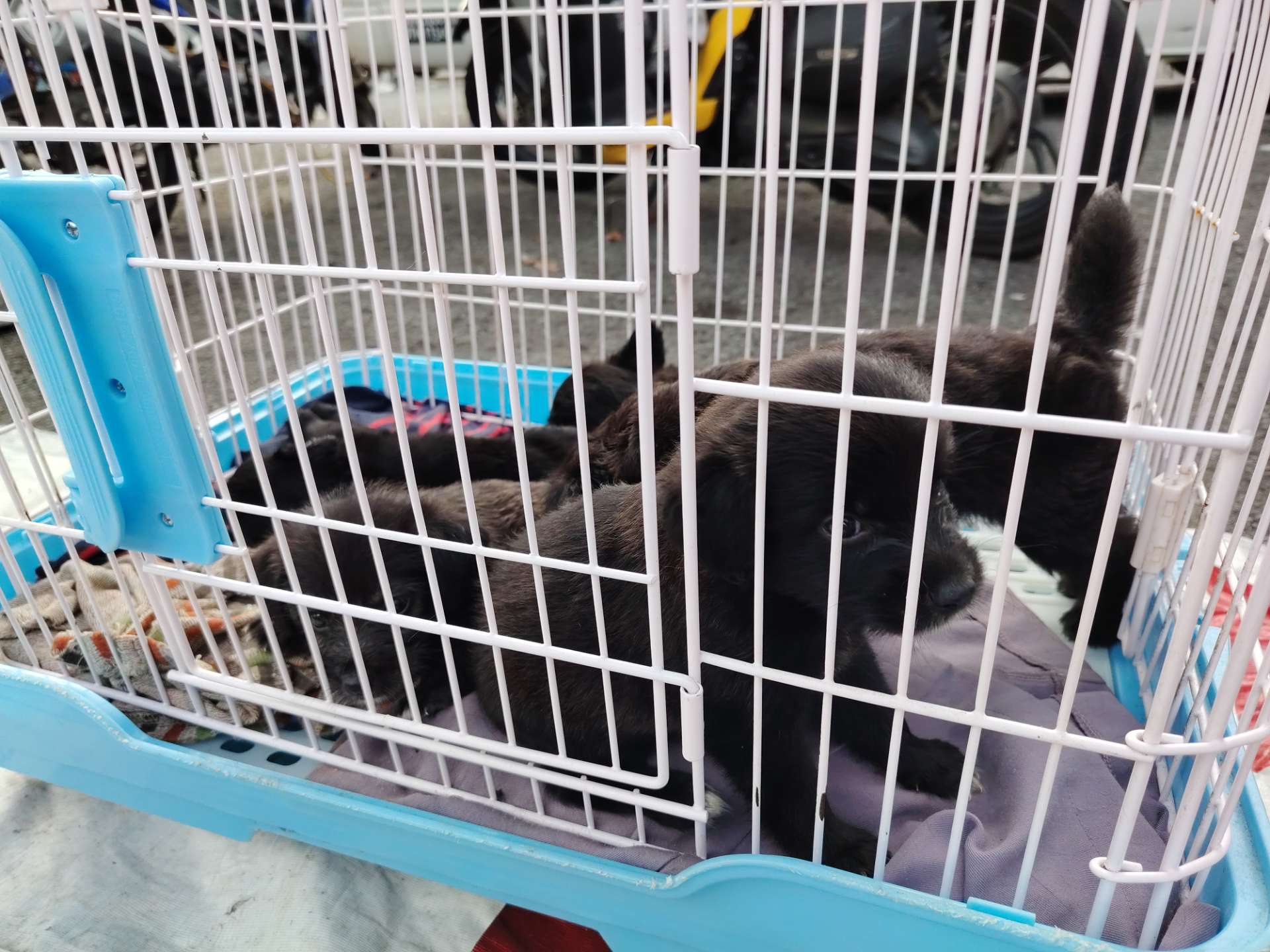 Puppy for Sales!!
